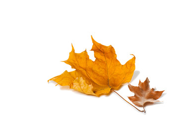 Autumn maple leaves isolated on white background.