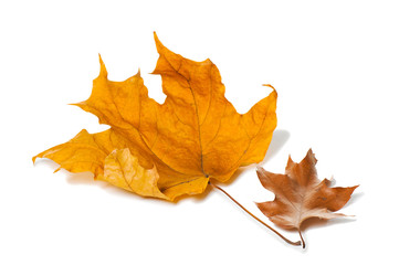 Autumn maple leaves isolated on white background.
