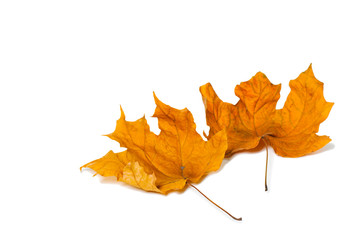 Autumn maple leaves isolated on white background.