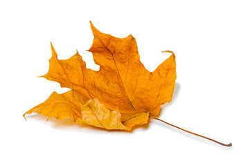 Autumn maple leaves isolated on white background.