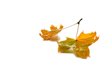 Autumn maple leaves isolated on white background.