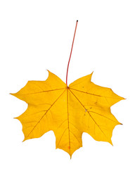 Autumn maple leaves isolated on white background.