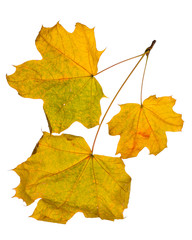 Autumn maple leaves isolated on white background.