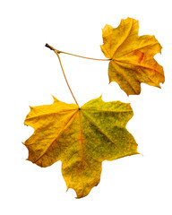 Autumn maple leaves isolated on white background.