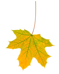 Autumn maple leaves isolated on white background.