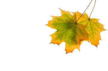 Autumn maple leaves isolated on white background.