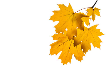 Autumn maple leaves isolated on white background.