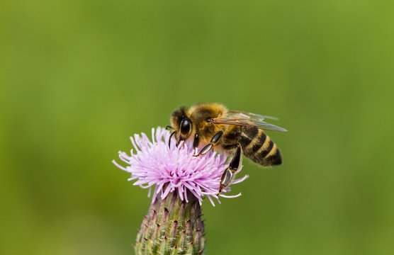 Biene im Naturschutzgebiet Tegeler Flie&szlig; in Berlin 