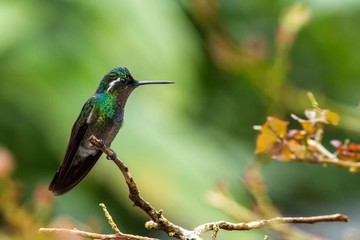 Purple-throated Mountaingem, Lampornis calolaemus sitting on branch, mountain tropical forest, Waterfalls garden, Costa Rica, bird perching on branch, tiny beautiful hummingbird in natural habitat