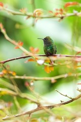 oppery-headed emerald Elvira cupreiceps sitting on branch, bird from mountain tropical forest, Waterfalls garden, Costa Rica, bird perching on branch, space in background, tiny beautiful hummingbird