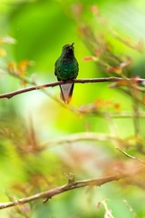 Coppery-headed Emerald sitting on branch, bird from mountain tropical forest, Costa Rica, bird perching on branch, tiny beautiful hummingbird in natural enrironment 