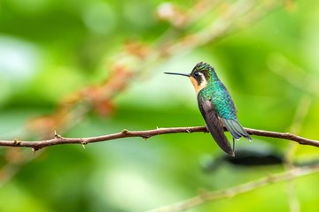 Fototapeta premium Purple-throated Mountaingem Lampornis calolaemus sitting on flower, bird from mountain tropical forest, Waterfalls garden, Costa Rica, bird perching on flower, enough space in background, tiny bird
