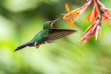 Green-crowned Brilliant, Heliodoxa jacula, hovering next to orange flower, bird from mountain...