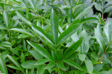 Obraz premium Paeonia, Karl Rosenfield