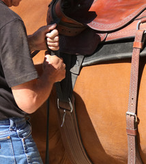 Obraz premium A cowboy is tacking up his horse by pulling on the cinch strap to tighten the saddle.