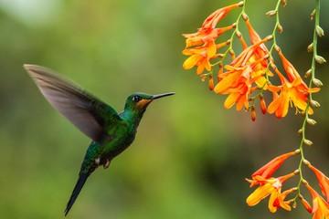 Green-crowned Brilliant, Heliodoxa jacula, hovering next to orange flower, bird from mountain tropical forest, Waterfall Gardens La Paz, Costa Rica, beautiful hummingbird sucking nectar from blossom