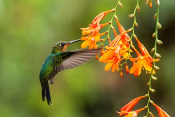 Green-crowned Brilliant, Heliodoxa jacula, hovering next to orange flower, bird from mountain tropical forest, Waterfall Gardens La Paz, Costa Rica, beautiful hummingbird sucking nectar from blossom
