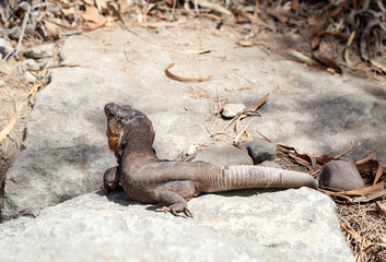 Gran-Canaria-Rieseneidechse, Kanareneidechse, Gekko 