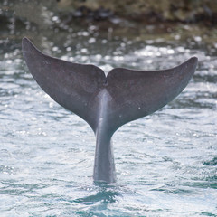 Delfin-Schwanzflosse im Meer