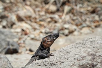 Gran-Canaria-Rieseneidechse, Kanareneidechse, Gekko 