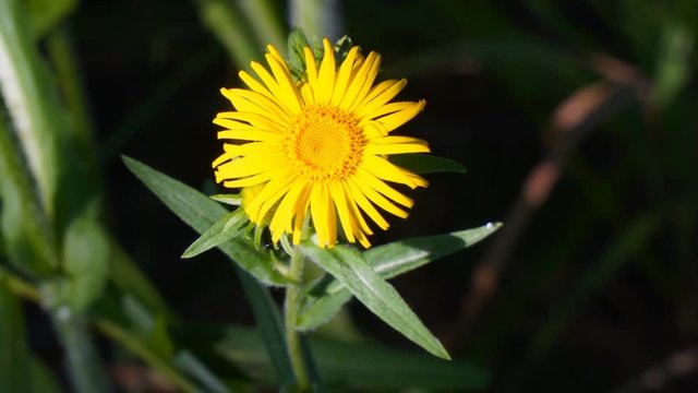 Yellow flower in the sun ray on a dark background. Elecampane inula