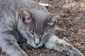 Portrait einer Katze 