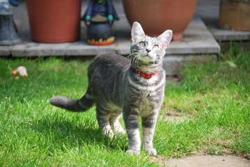 Grey Kitten in Garden