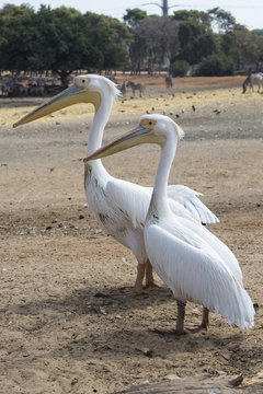 beautiful white pelicans standing