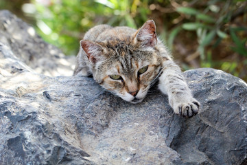 Portrait einer Katze 