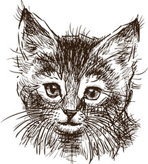 Sketch of the head of a kitten