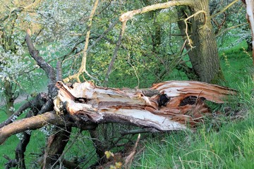 nach dem Sturm, umgebrochen