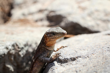 Gran-Canaria-Rieseneidechse, Kanareneidechse, Gekko 