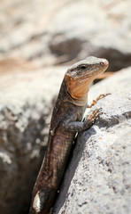 Gran-Canaria-Rieseneidechse, Kanareneidechse, Gekko 