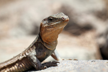 Gran-Canaria-Rieseneidechse, Kanareneidechse, Gekko 