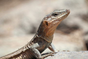 Gran-Canaria-Rieseneidechse, Kanareneidechse, Gekko 