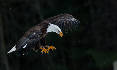 Bald Eagle in winter 