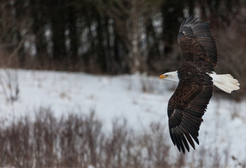 Bald Eagle in winter 