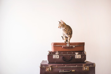 Curious Cat sits on vintage suitcases against the backdrop of a light wall. Rustic Retro Style