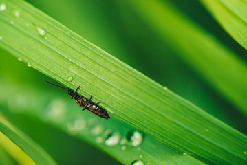 Small beetle Cerambycidae on vivid shiny green grass with dew drops close-up with copy space. Pure, pleasant, nice greenery with rain drops in sunlight in macro. Green plants in rain weather.