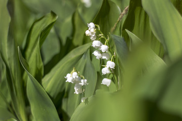 Piękne białe kwiaty konwalii na tle zielonych liści.