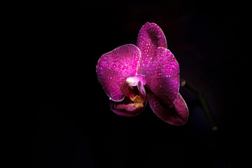 Orchid