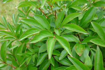 Paeonia, Louis van Houte