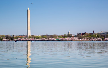 Washington DC Monuments Cherry Blossoms