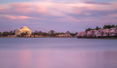 Washington DC Monuments Cherry Blossoms