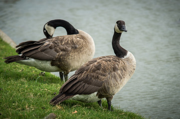 geese