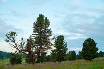 Obraz premium Old giant cedar in forest on hill in mountain terrain. Wounded tree. Beautiful coniferous trees under blue cloudy dawn sky in overcast weather. Gloomy atmospheric landscape.
