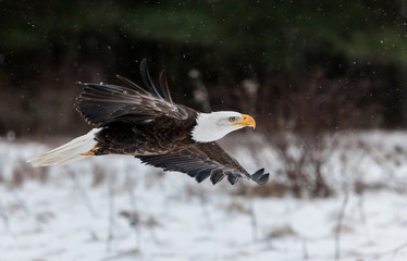 Bald Eagle in winter 