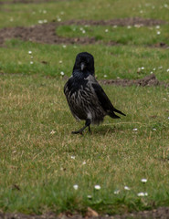 Schoenbrunn  Garden Capture, Vienna, Austria