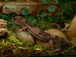African thick-tailed gecko