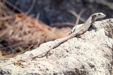 Gran-Canaria-Rieseneidechse, Kanareneidechse, Gekko 